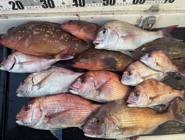 マダイ・キジハタ