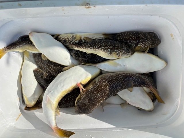 フグ(ショウサイフグ)