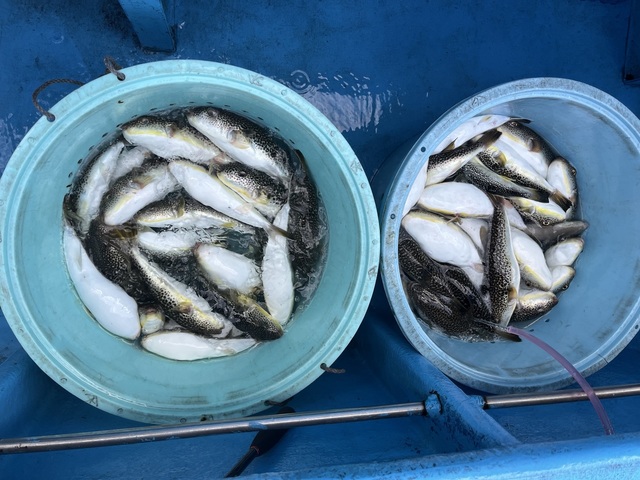 フグ(ショウサイフグ)