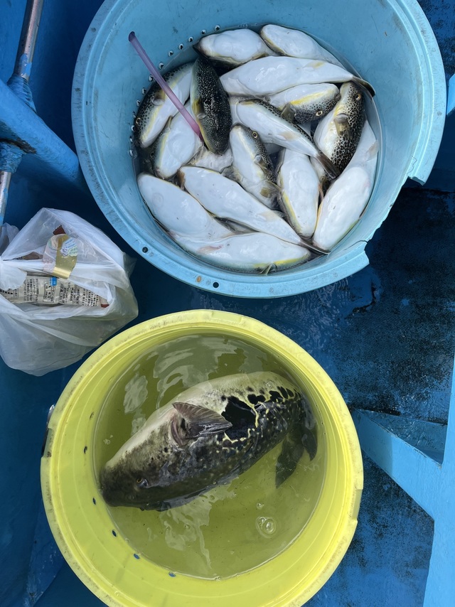 トラフグ・フグ(ショウサイフグ)