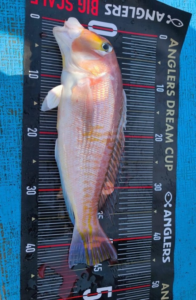 アマダイ(アカアマダイ)