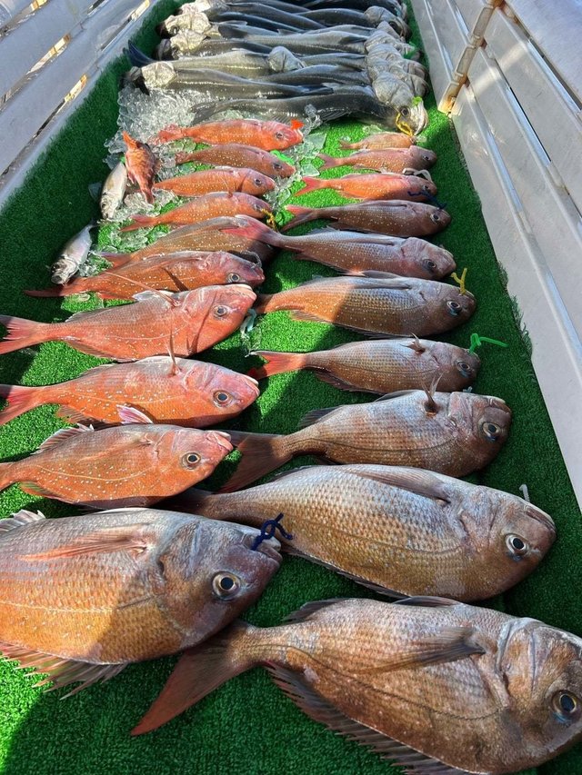 マダイ・スズキ