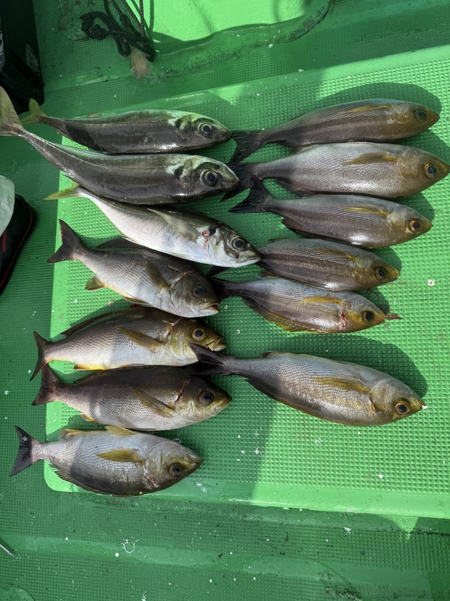 マアジ・イサギ(イサキ)