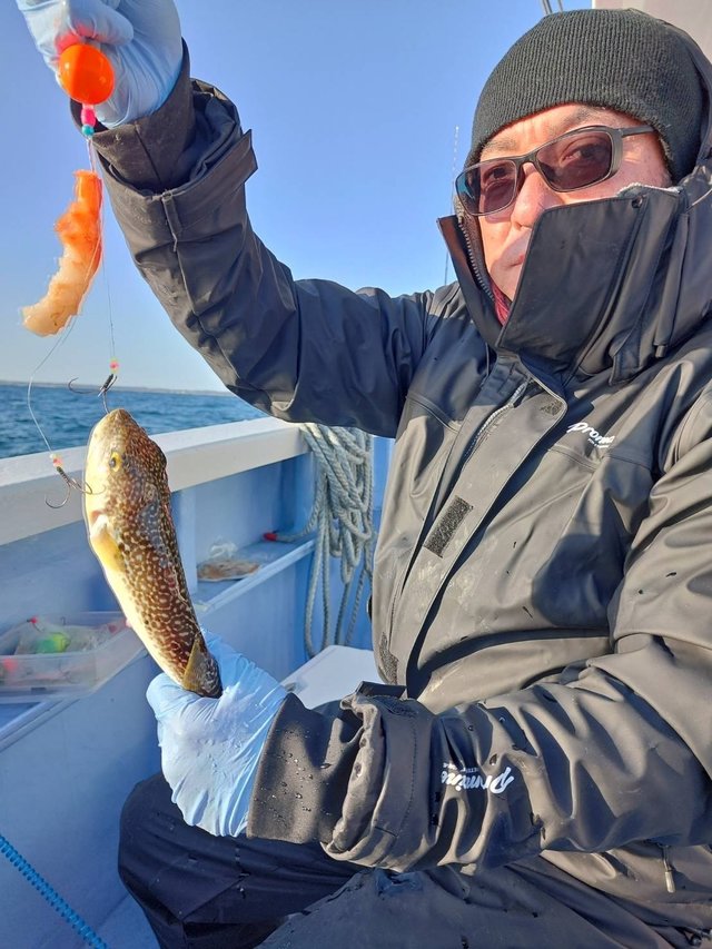 ショウサイフグ