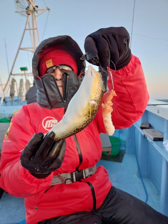 ショウサイフグ