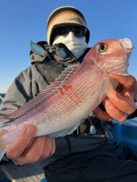 アマダイ(アカアマダイ)