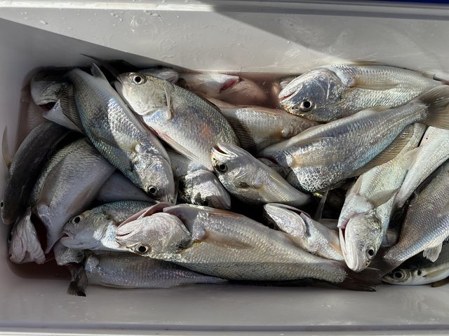 イシモチ(シログチ)