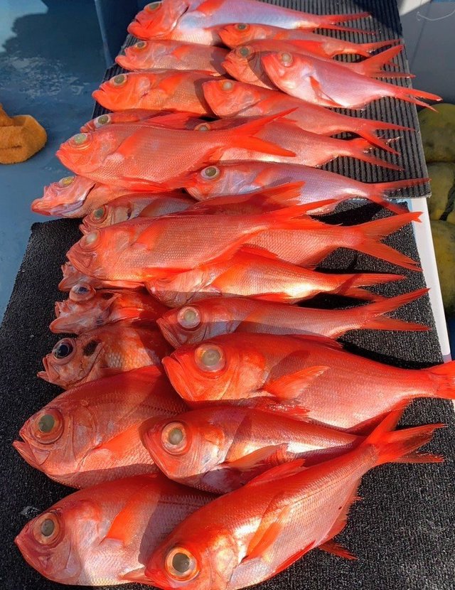 キンメ(キンメダイ)