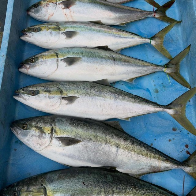 ブリ・メジロ(ブリ)