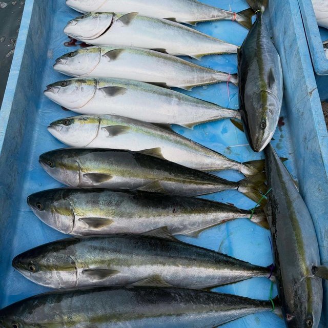 ブリ・メジロ(ブリ)