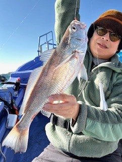 シロムツ(オオメハタ)