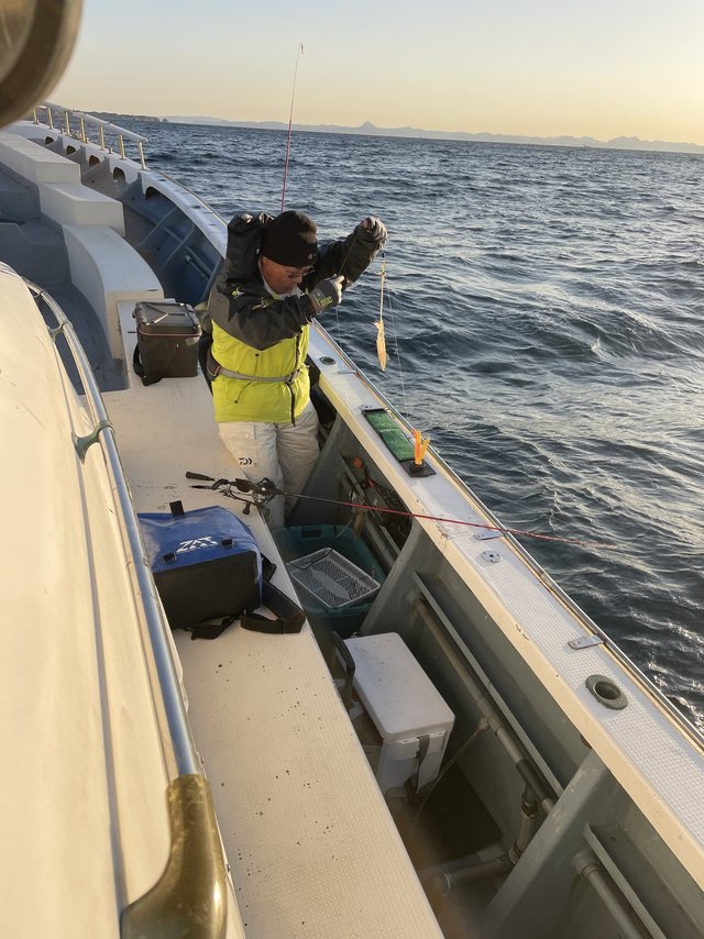 マルイカ(ケンサキイカ)