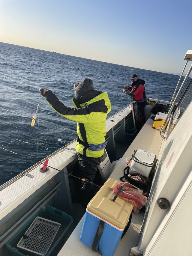 マルイカ(ケンサキイカ)