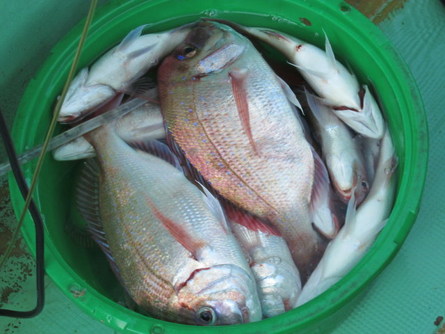 ハナダイ(チダイ)