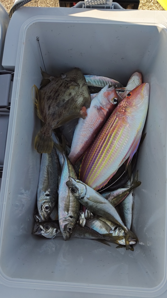 アジ(マアジ)・アカアマダイ