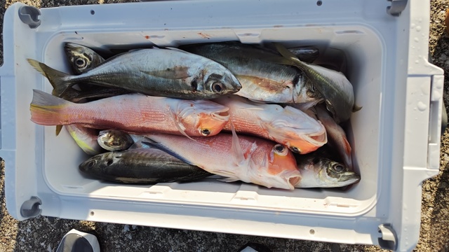 アジ(マアジ)・アカアマダイ