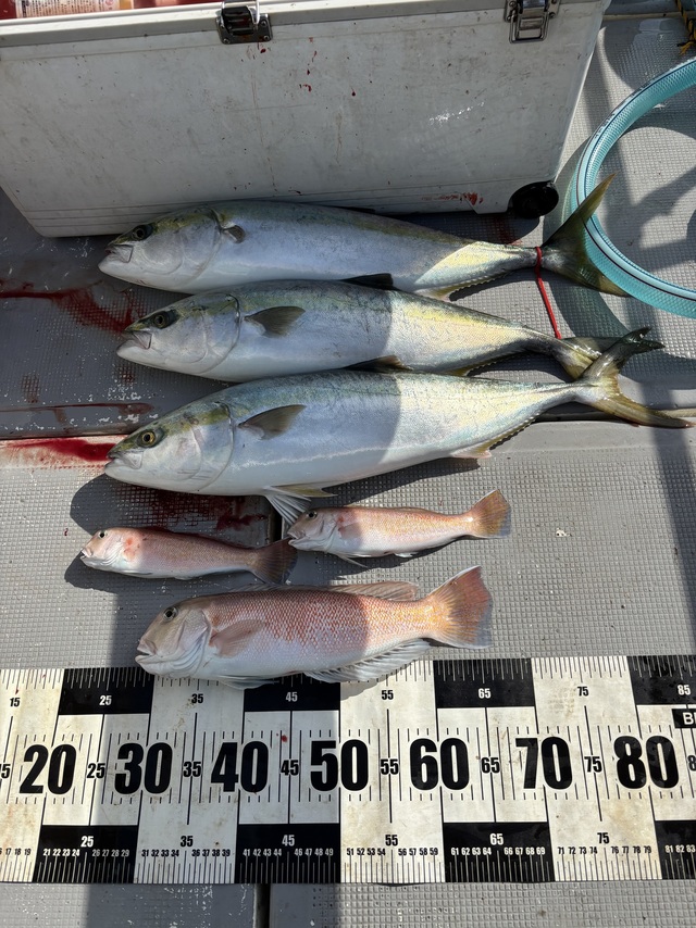 メジロ(ブリ)・シロアマダイ