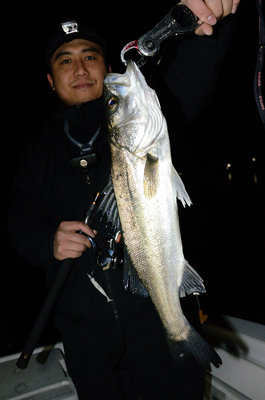 シーバス(スズキ)