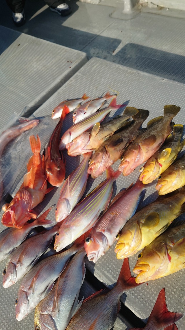 マダイ・アオナ(アオハタ)・アマダイ(アカアマダイ)