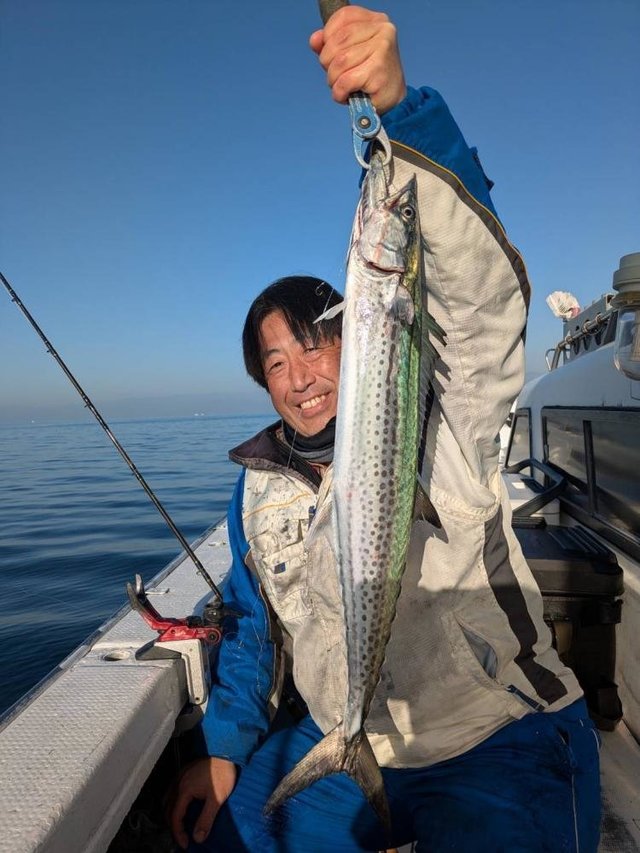 サゴシ(サワラ)