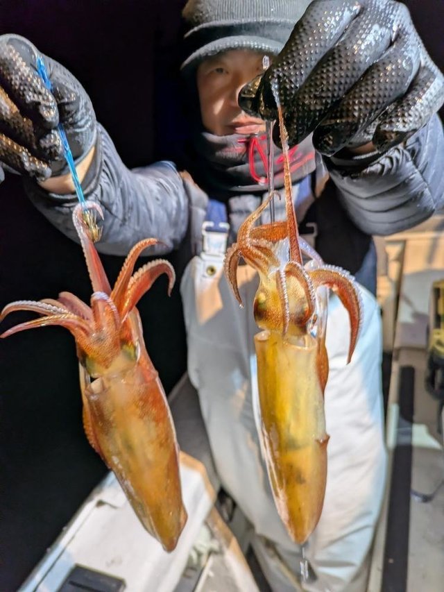 マルイカ(ケンサキイカ)