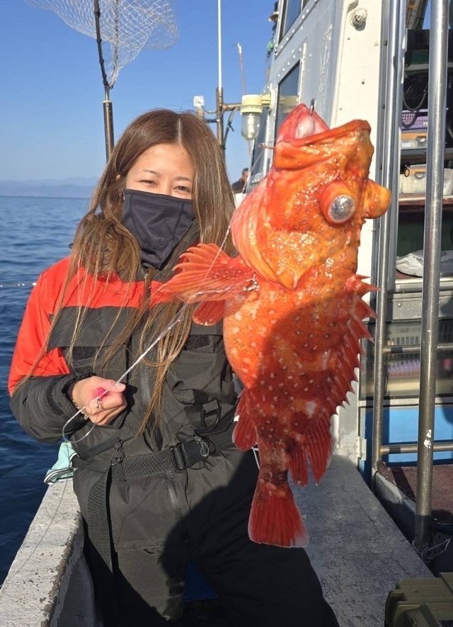 ウッカリカサゴ