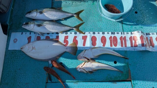 ワラサ(ブリ)・カサゴ・ホウボウ・コチ(マゴチ)・ヒラメ