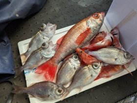 アカムツ・シロムツ(オオメハタ)