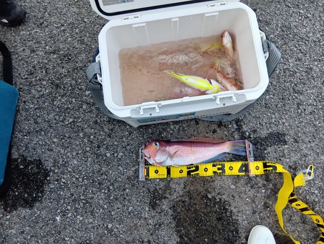 アマダイ(アカアマダイ)