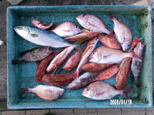 マダイ・イナダ(ブリ)・オニカサゴ・カサゴ・ホウボウ