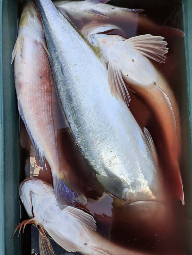 ワラサ(ブリ)・アマダイ(アカアマダイ)・ホウボウ