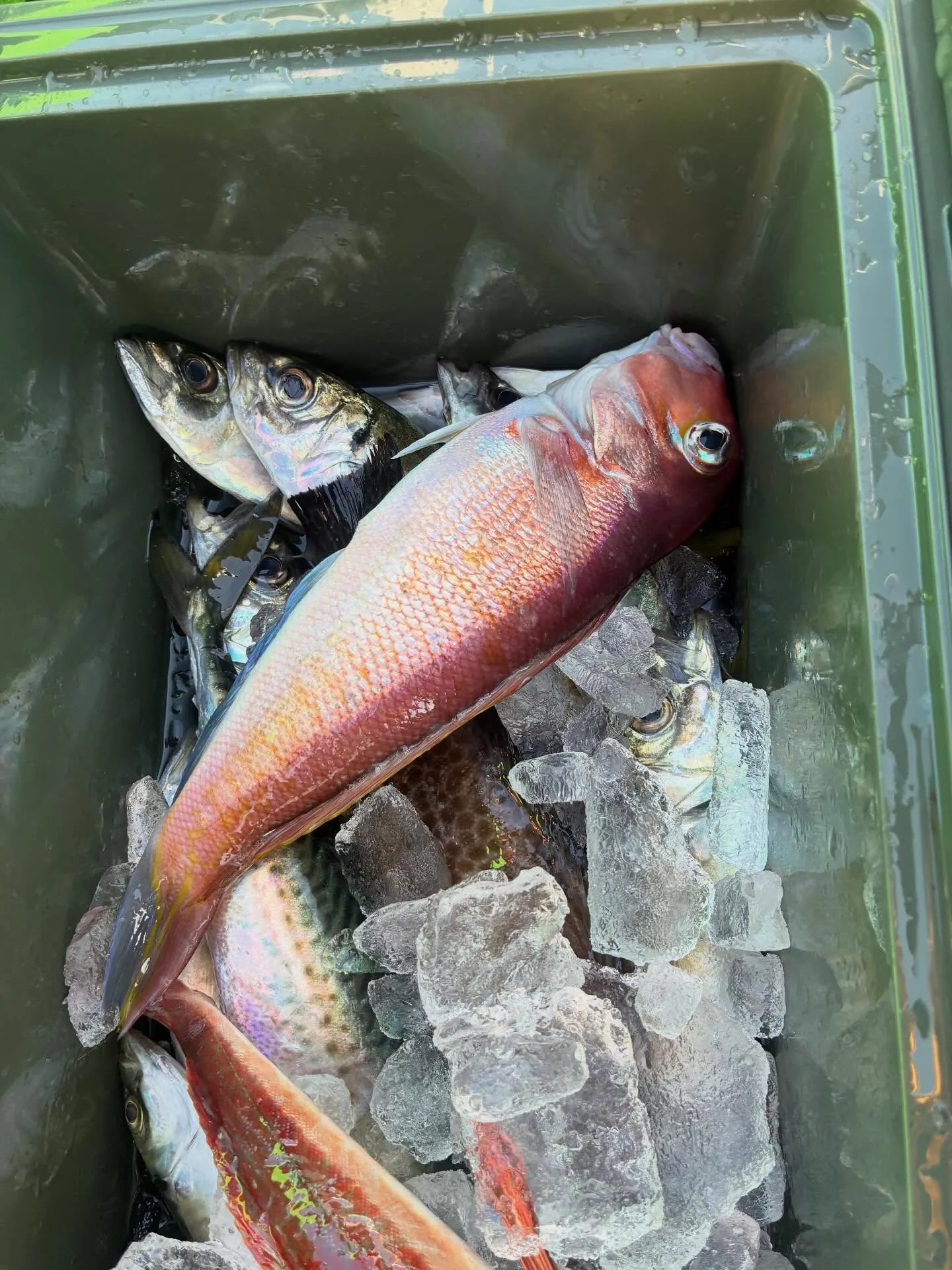 マアジ・アマダイ(アカアマダイ)・ゴマサバ・ホウボウ