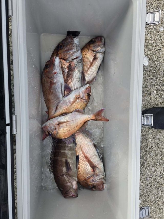 マダイ・ハタ(マハタ)