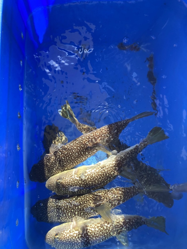 ショウサイフグ