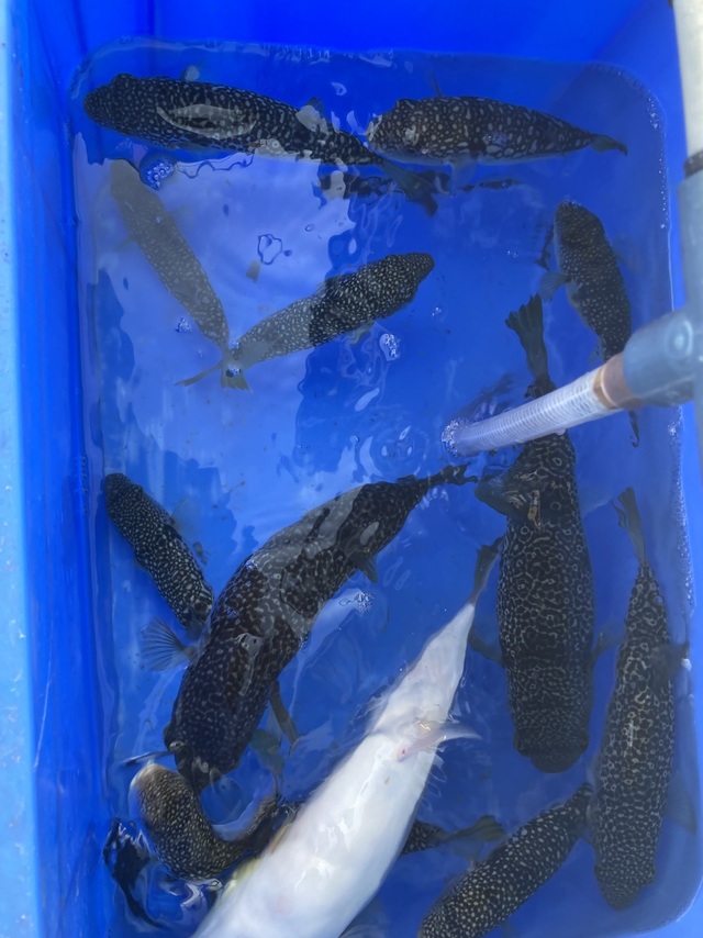 ショウサイフグ