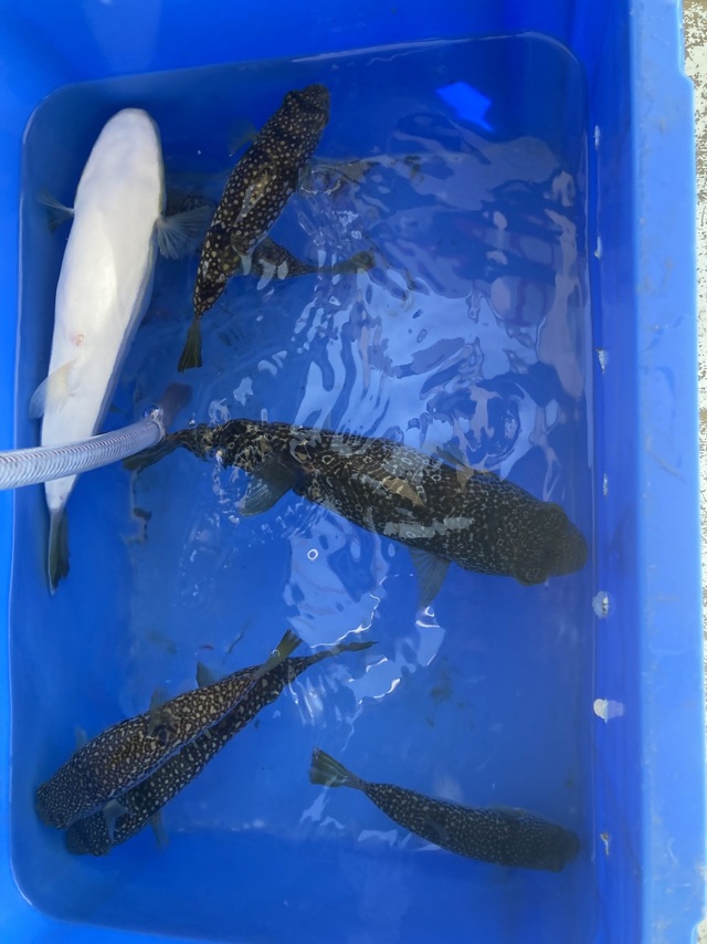 ショウサイフグ