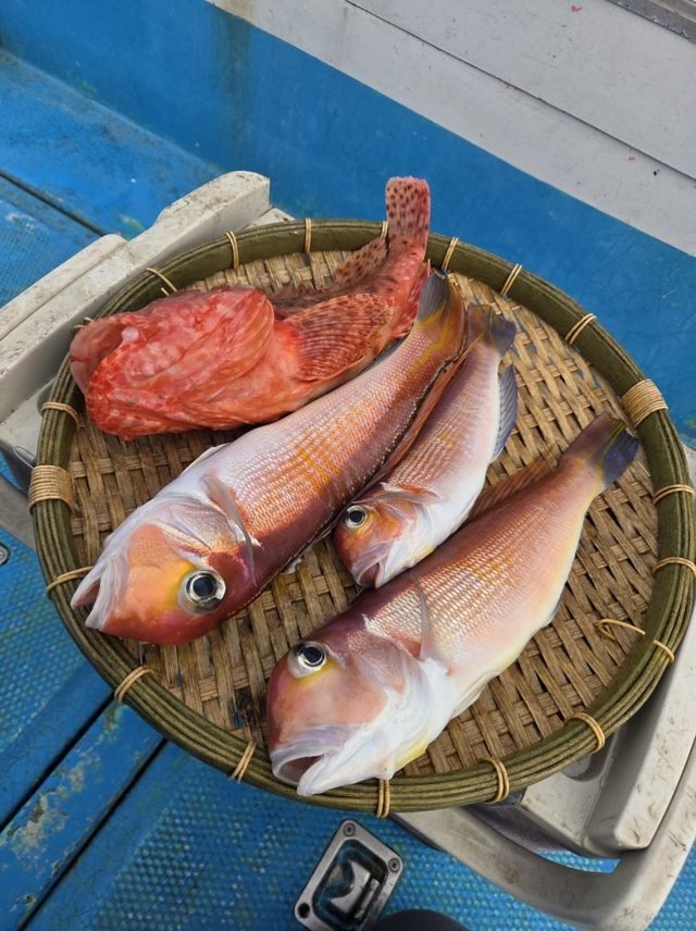 アマダイ(アカアマダイ)・オニカサゴ