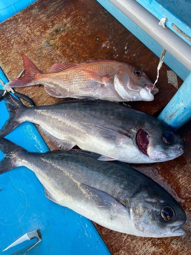 マダイ・メダイ