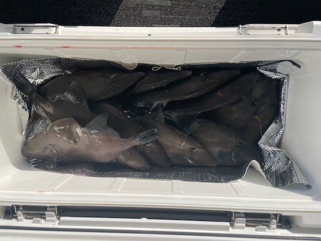 ウマヅラ(ウマヅラハギ)