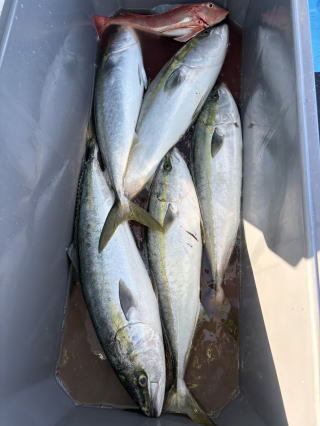 ワラサ(ブリ)・ホウボウ