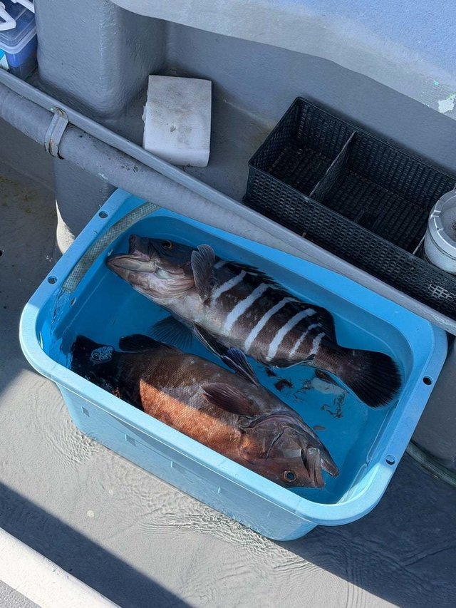 マハタ・キジハタ