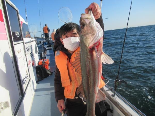 シーバス(スズキ)