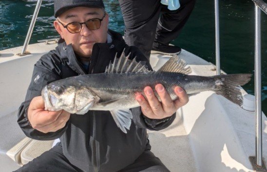 シーバス(スズキ)