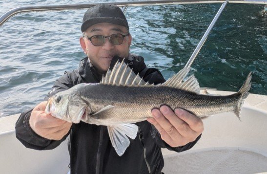 シーバス(スズキ)