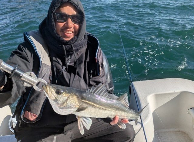 シーバス(スズキ)