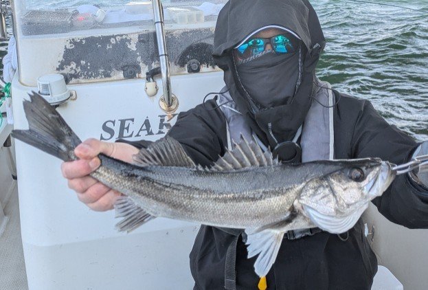 シーバス(スズキ)