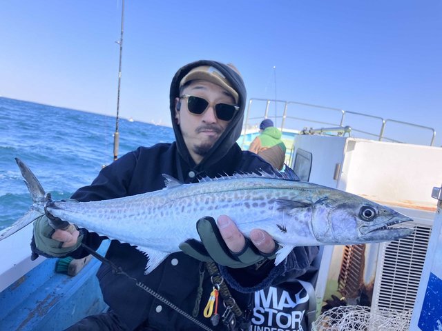 サゴシ(サワラ)