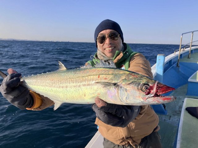 サゴシ(サワラ)