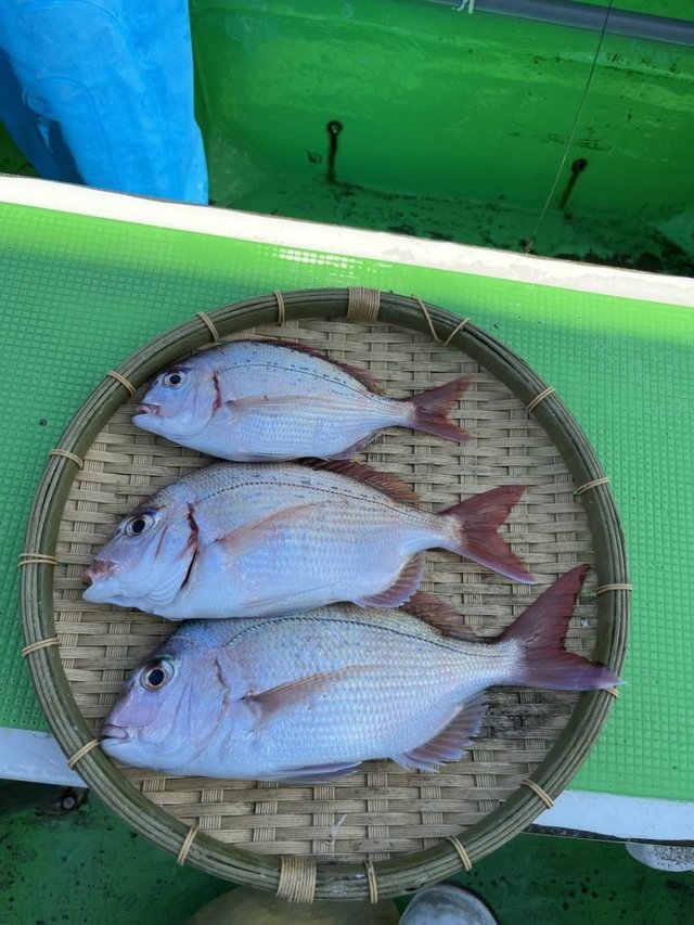 ハナダイ(チダイ)