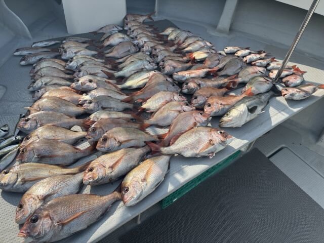 マダイ・スズキ